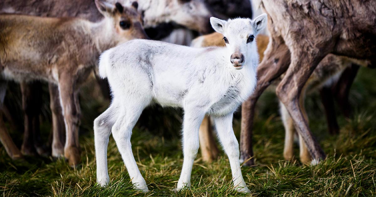 Visut: a story of the reindeer – Swedish Lapland