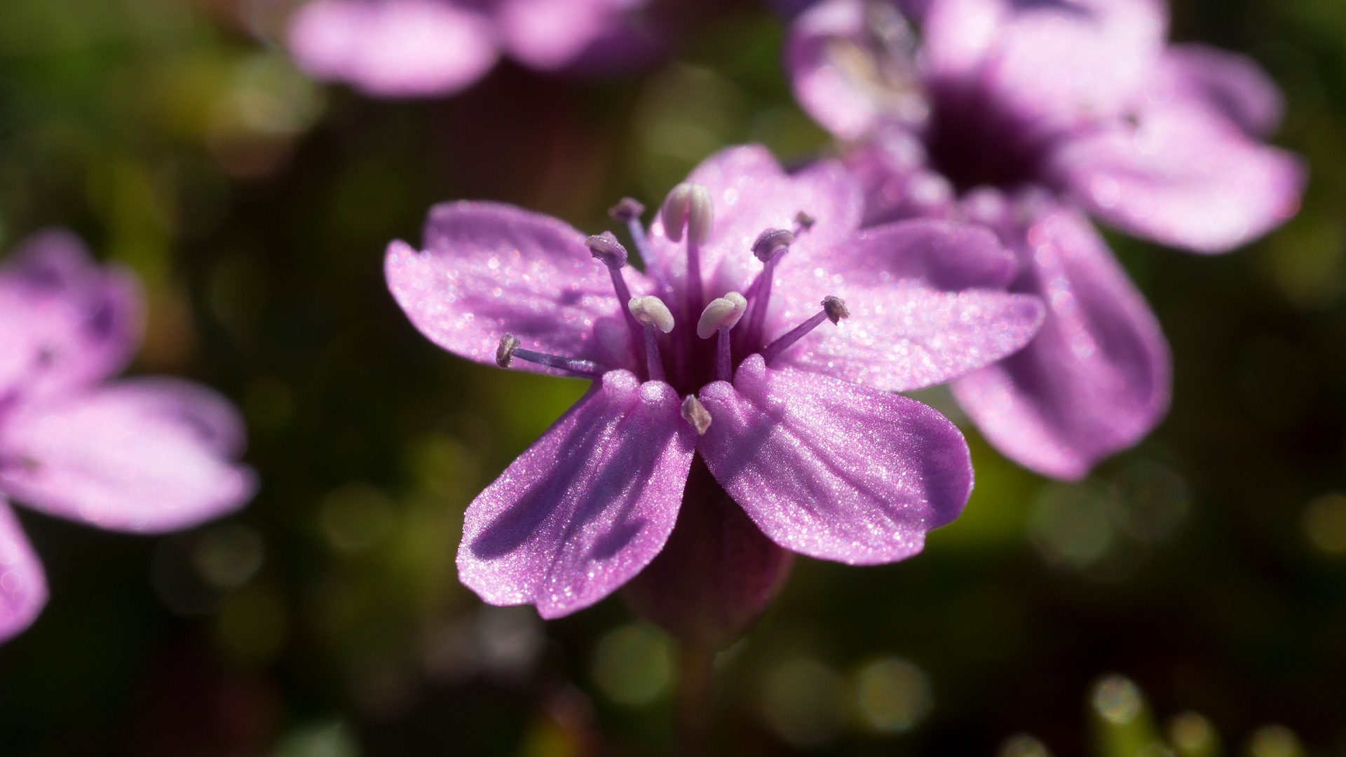 A Guide To The Mountain Flora In Swedish Lapland