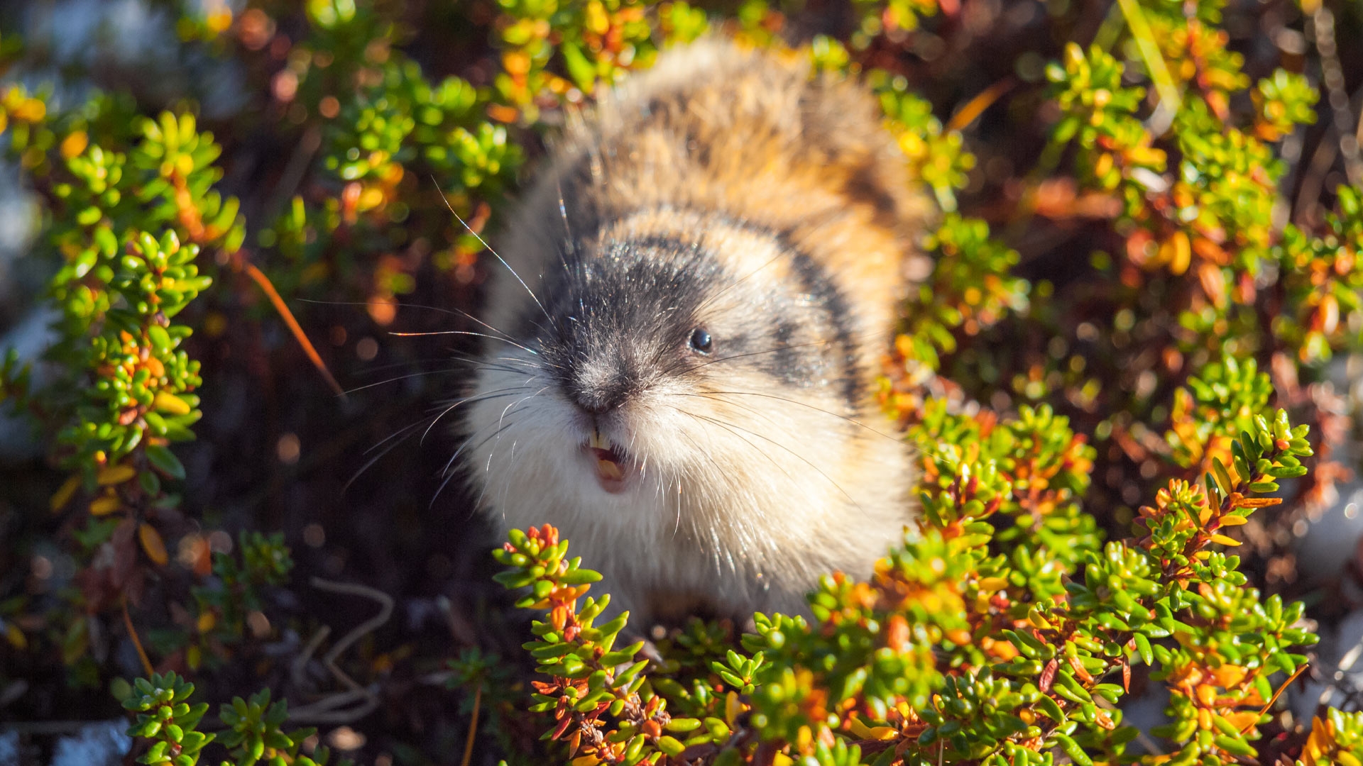 Norway Lemming, The Animal Facts