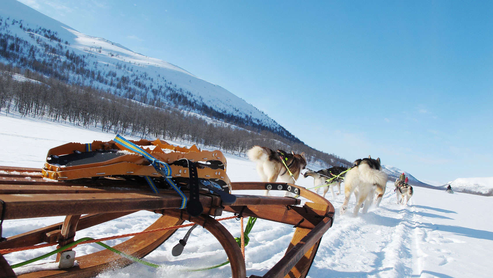 The Call Of The Wild Dog Sledding In Swedish Lapland